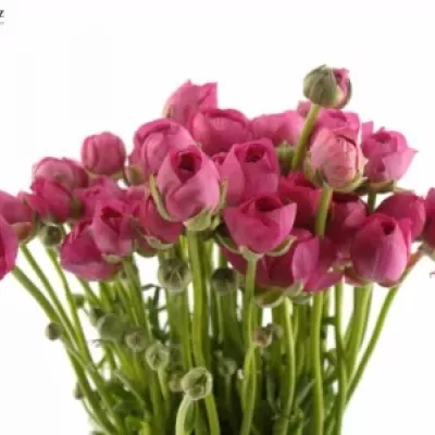Pryskyřník ELEGANCE PINK