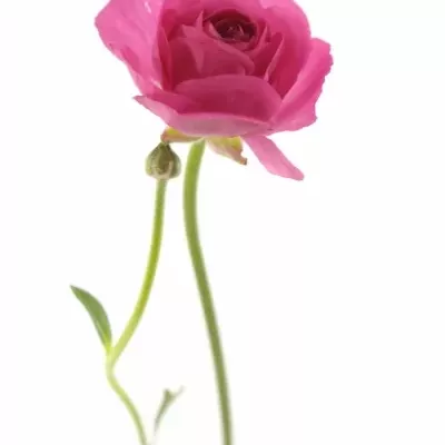 Pryskyřník ELEGANCE PINK