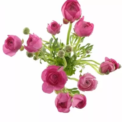 Pryskyřník ELEGANCE PINK