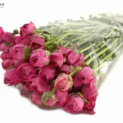 Pryskyřník ELEGANCE PINK