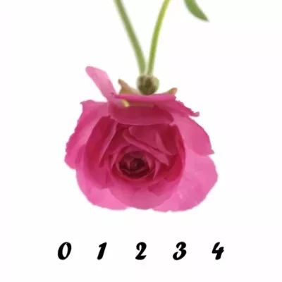 Pryskyřník ELEGANCE PINK