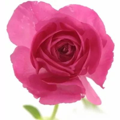 Pryskyřník ELEGANCE PINK