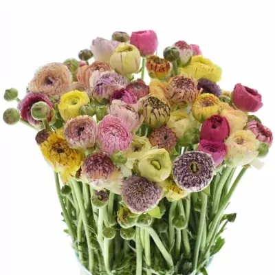 Pryskyřník ELEGANCE WHITE STRIP 45cm/30g