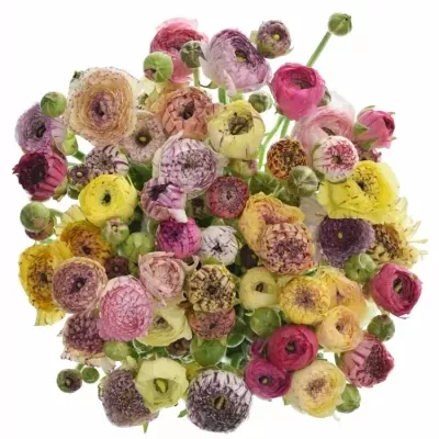 Pryskyřník ELEGANCE WHITE STRIP 45Ccm 30g