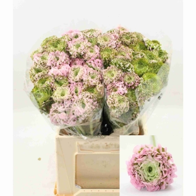 Pryskyřník asijský PON PON AURORA 40 cm / 40 g