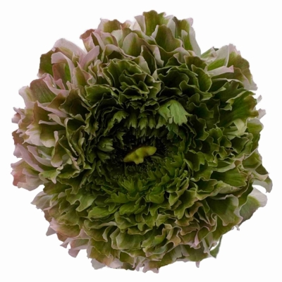 Pryskyřník asijský PON PON AURORA 45cm/25g