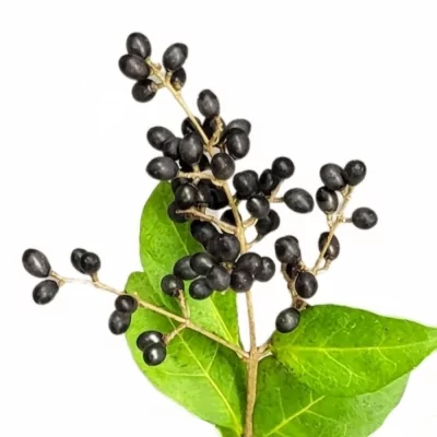 Ptačí zob OVALIFOLIUM WINTER JEWEL 50cm