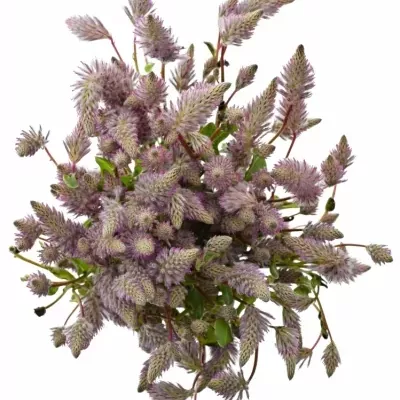 Ptilotus EXALTATUS 50cm