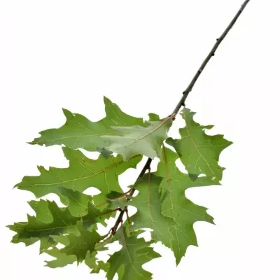 QUERCUS PALUSTRIS 60cm