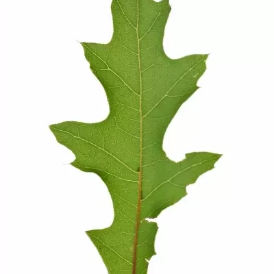 QUERCUS PALUSTRIS 60cm