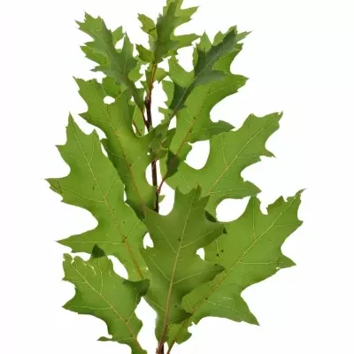 QUERCUS PALUSTRIS 60cm