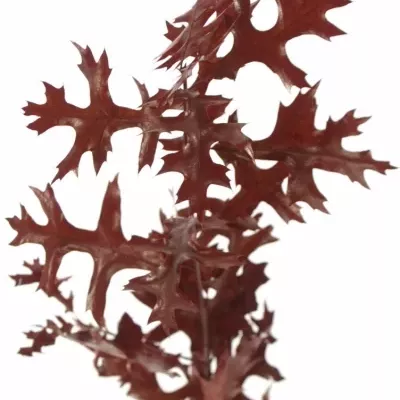 QUERCUS PALUSTRIS RED 70cm