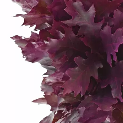 QUERCUS RUBRA CERISE 60cm