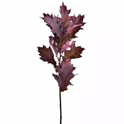 QUERCUS RUBRA CERISE 60cm