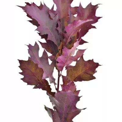 QUERCUS RUBRA CERISE 60cm