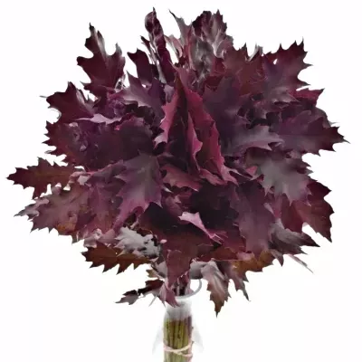 QUERCUS RUBRA CERISE 60cm