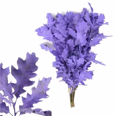 QUERCUS RUBRA MILKA 80cm