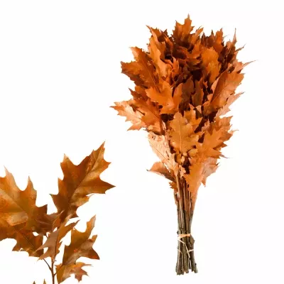 QUERCUS RUBRA ORANGE 80cm