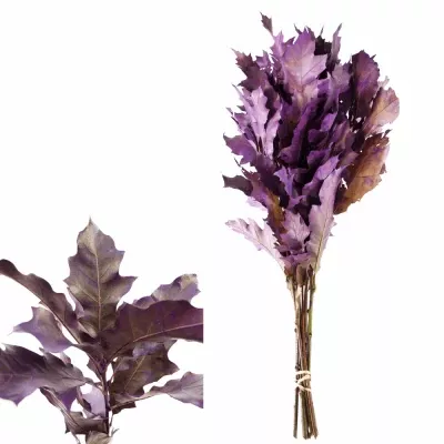 QUERCUS RUBRA PURPLE 80cm