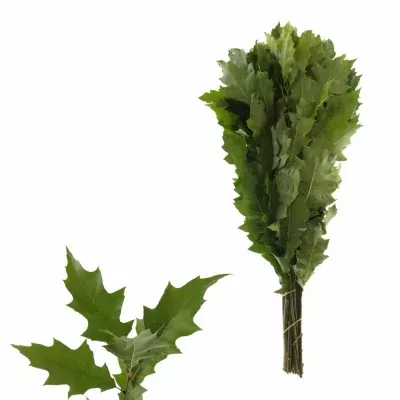 QUERCUS RUBRA 50cm