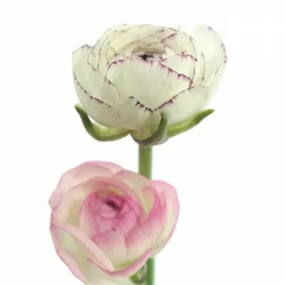 Pryskyřník asijský AMANDINE LIGHT CAPPUCCINO 40cm/15g