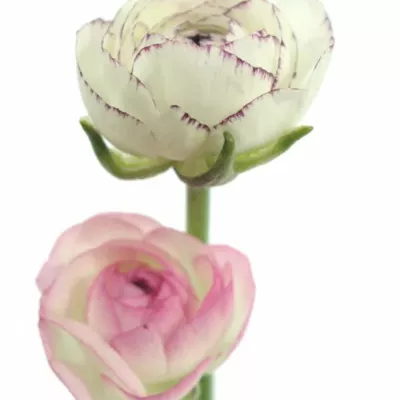 RANUNCULUS AMANDINE CAPPUCCINO