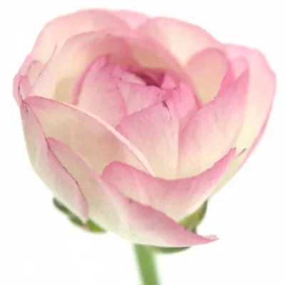 RANUNCULUS AMANDINE CAPPUCCINO