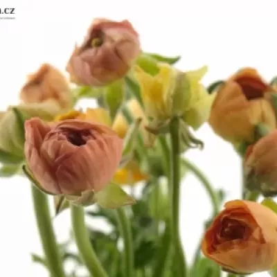 RANUNCULUS AMANDINE PEACH