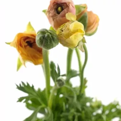 RANUNCULUS AMANDINE PEACH