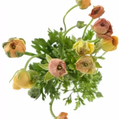 RANUNCULUS AMANDINE PEACH