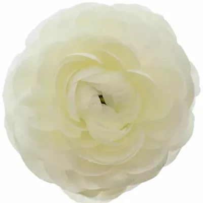 RANUNCULUS AMANDINE SNOWFLAKE 35cm/11g