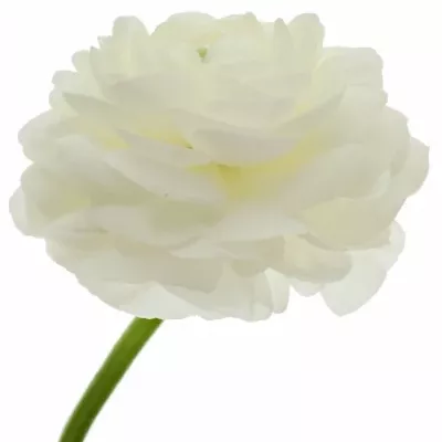 Ranunculus AMANDINE SNOWFLAKE 35cm / 11g