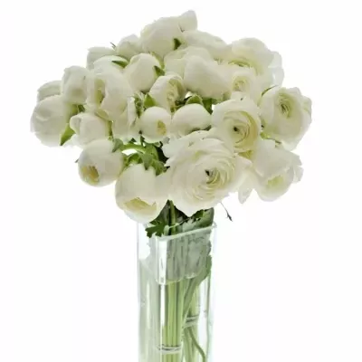 Ranunculus AMANDINE SNOWFLAKE 35cm / 11g