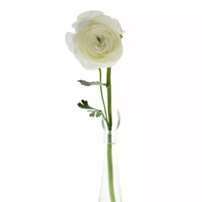 RANUNCULUS AMANDINE SNOWFLAKE 35cm/11g