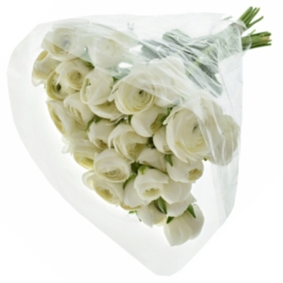 RANUNCULUS AMANDINE SNOWFLAKE