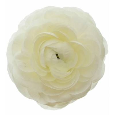 RANUNCULUS AMANDINE SNOWFLAKE