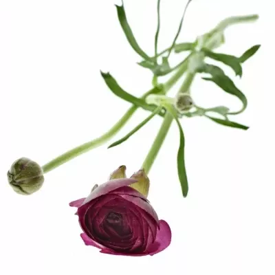 RANUNCULUS AMANDINE VIOLINE 42cm/40g