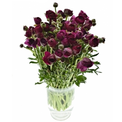 RANUNCULUS AMANDINE VIOLINE