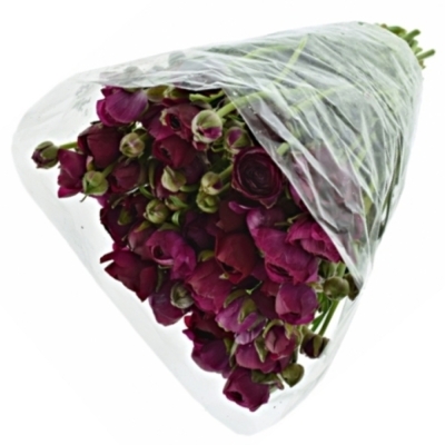 RANUNCULUS AMANDINE VIOLINE