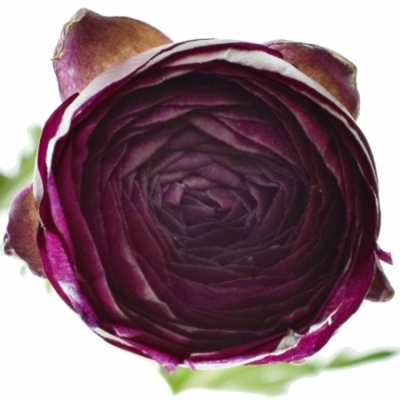 RANUNCULUS AMANDINE VIOLINE