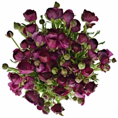RANUNCULUS AMANDINE VIOLINE