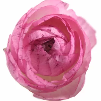 RANUNCULUS ANDREA CAPPUCCINO