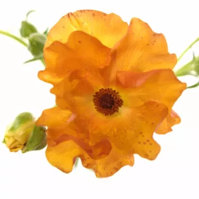 RANUNCULUS BUTTERFY MINOAN