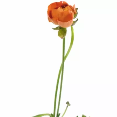 RANUNCULUS PAULINE ORANGE