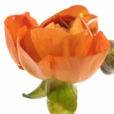 RANUNCULUS PAULINE ORANGE
