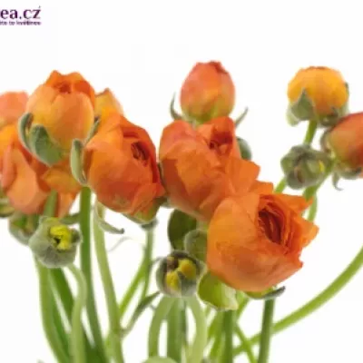 RANUNCULUS PAULINE ORANGE
