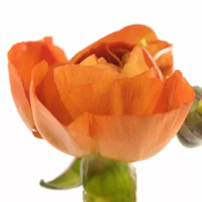 Pryskyřník asijský PAULINE ORANGE 46cm/20g