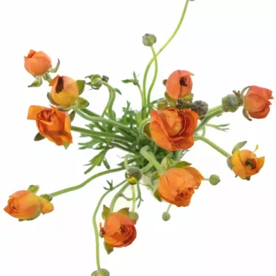 RANUNCULUS PAULINE ORANGE