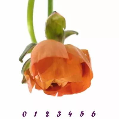 RANUNCULUS PAULINE ORANGE