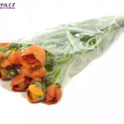 RANUNCULUS PAULINE ORANGE